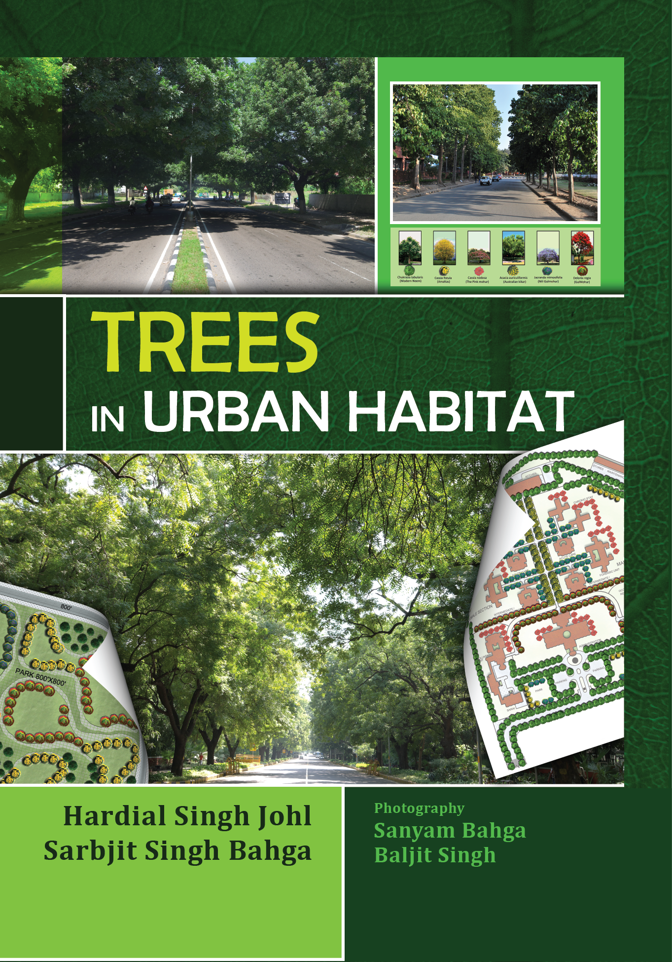 Trees In Urban Habitat