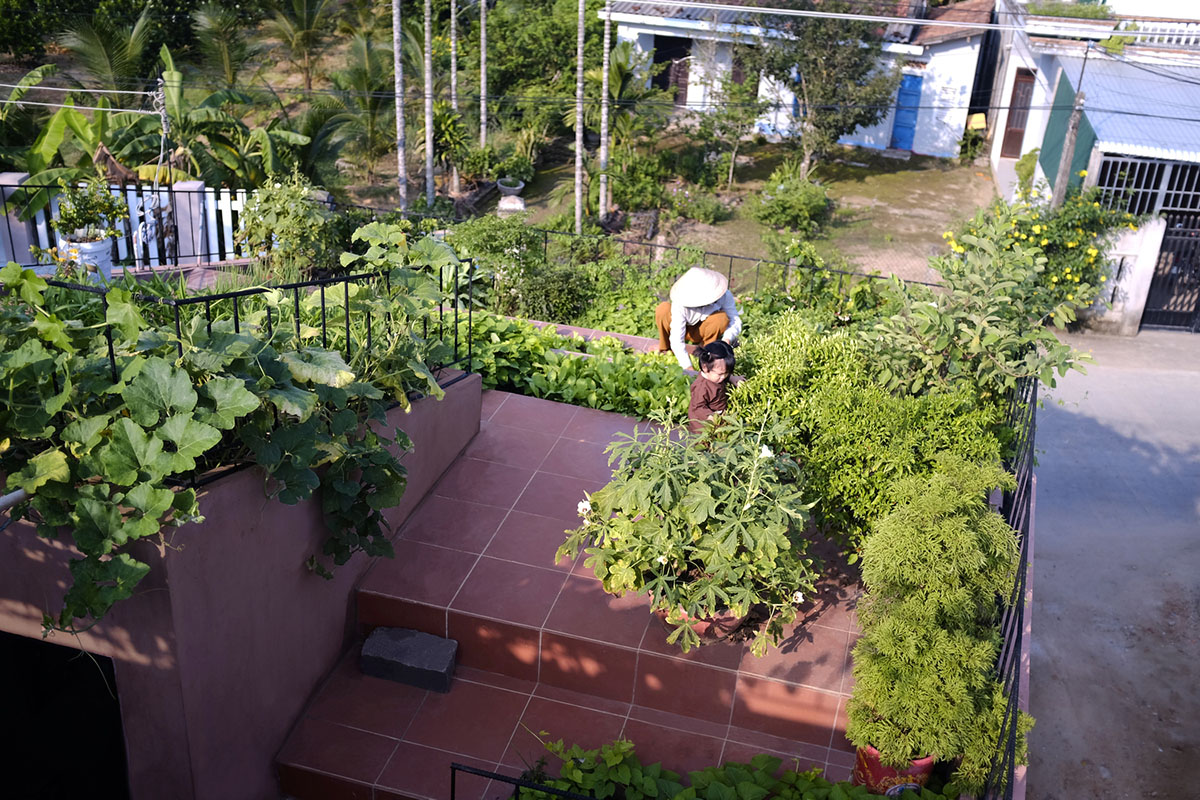 This reddish house features rooftop garden to make owners grow their own food in Vietnam
