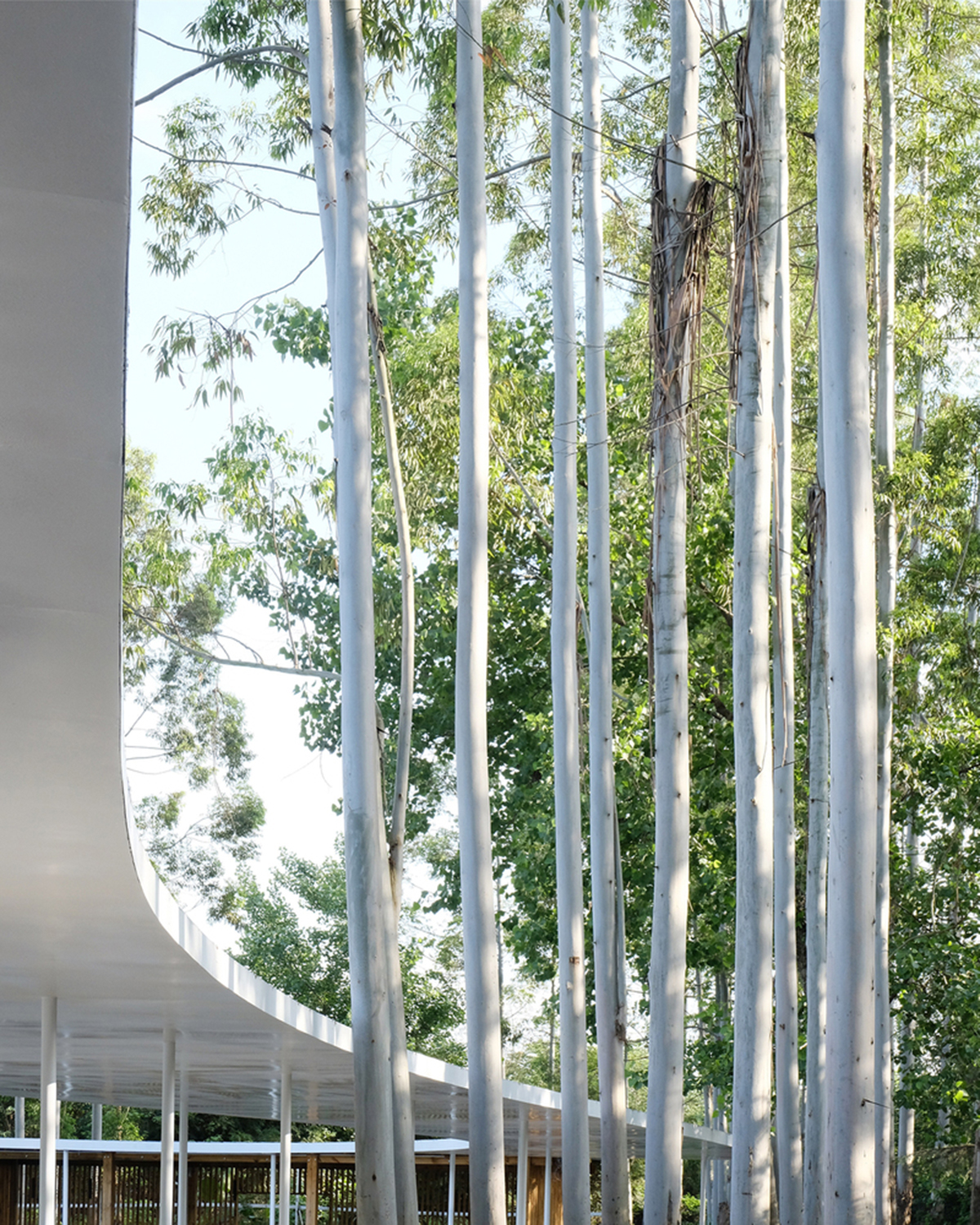 MUDA-Architects' snake-like restaurant blends with slender pillars and trees in a eucalyptus forest