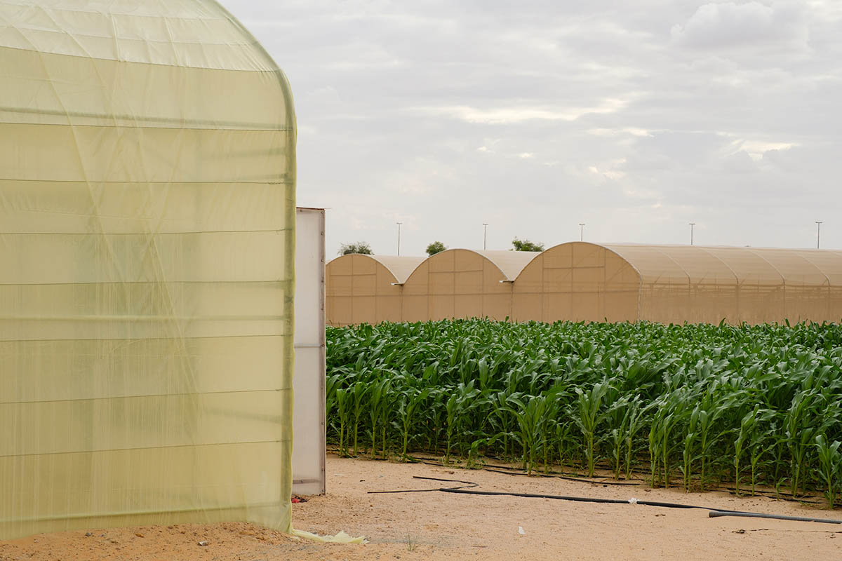 National Pavilion UAE explores the intersection of architecture, food security, and climate change