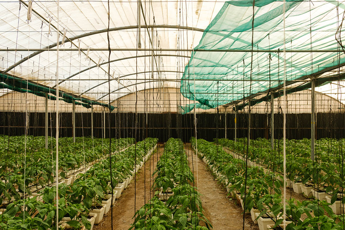 National Pavilion UAE explores the intersection of architecture, food security, and climate change