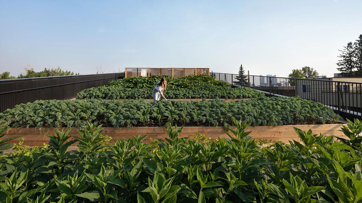 Multi-residential housing by MODA features a barrier-free rooftop urban farm in Calgary