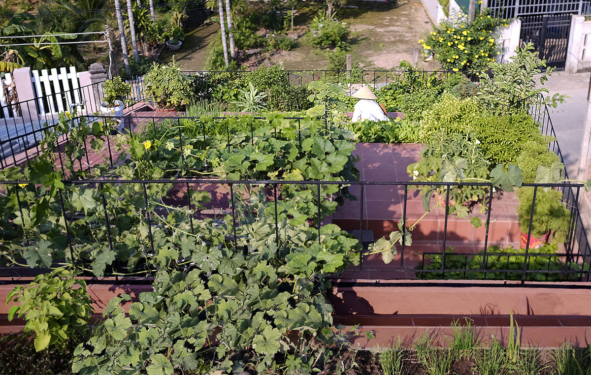 This reddish house features rooftop garden to make owners grow their own food in Vietnam