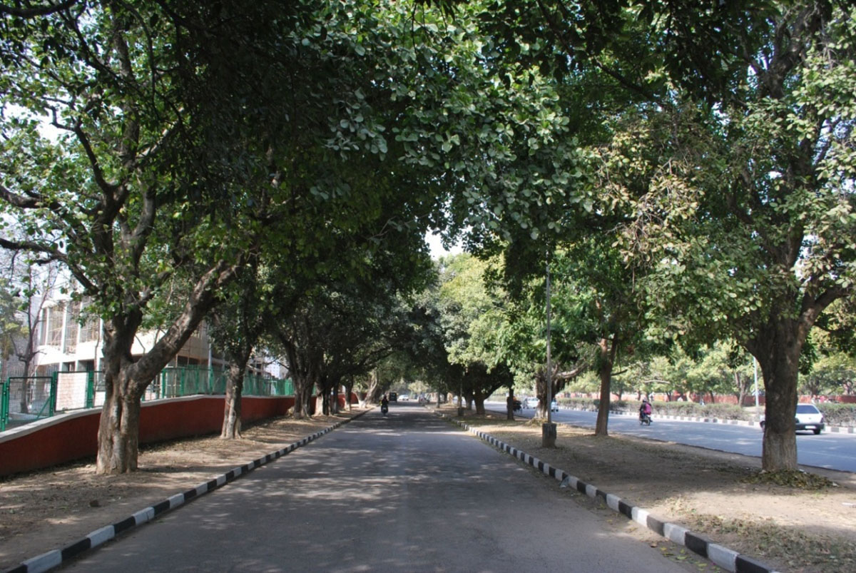 Tree plantation along city roads: Chandigarh is second best after New Delhi