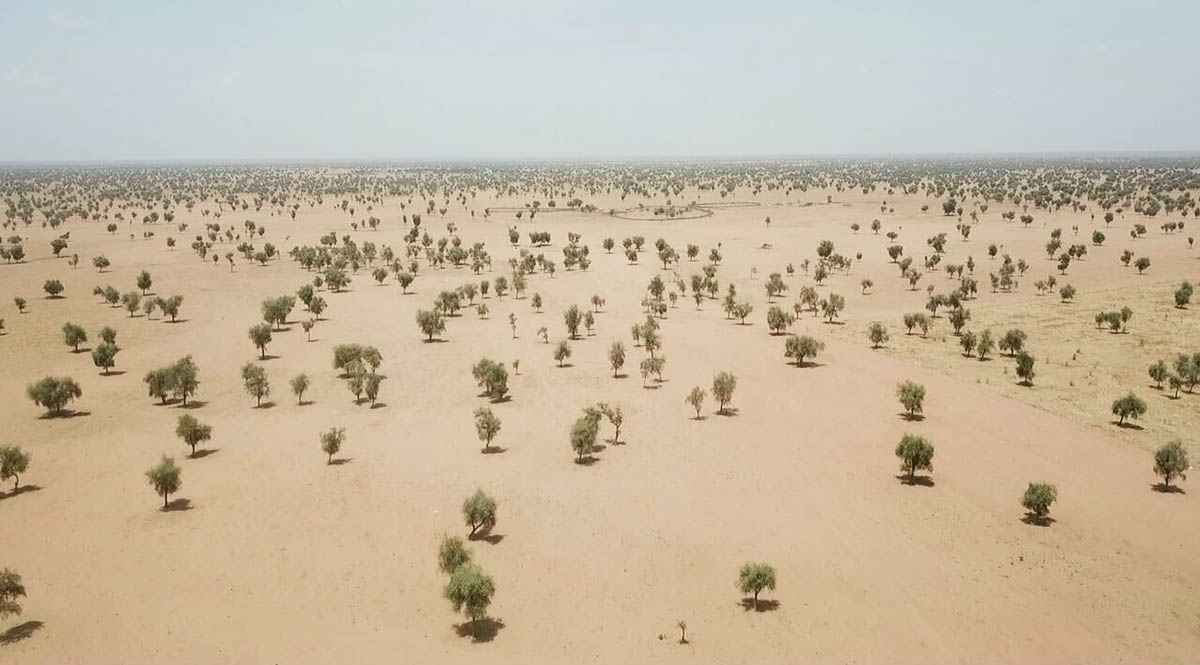 Africa plans 8,000kmlong Great Green Wall that will be "the largest living structure on earth"