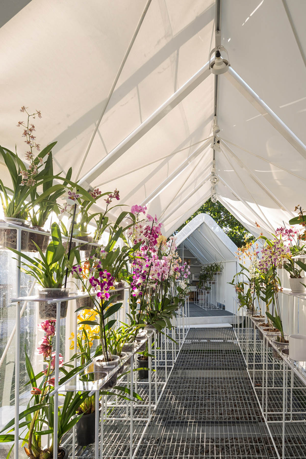 Mateo Nunes Da Rosa built transparent and mobile greenhouses for botany ...