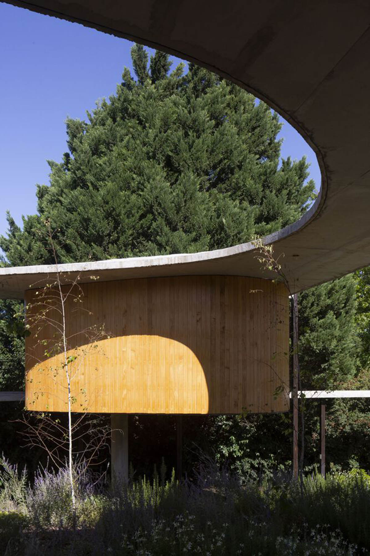 Slender, curvaceous canopy wraps organically-shaped Rita House in Argentinean forest