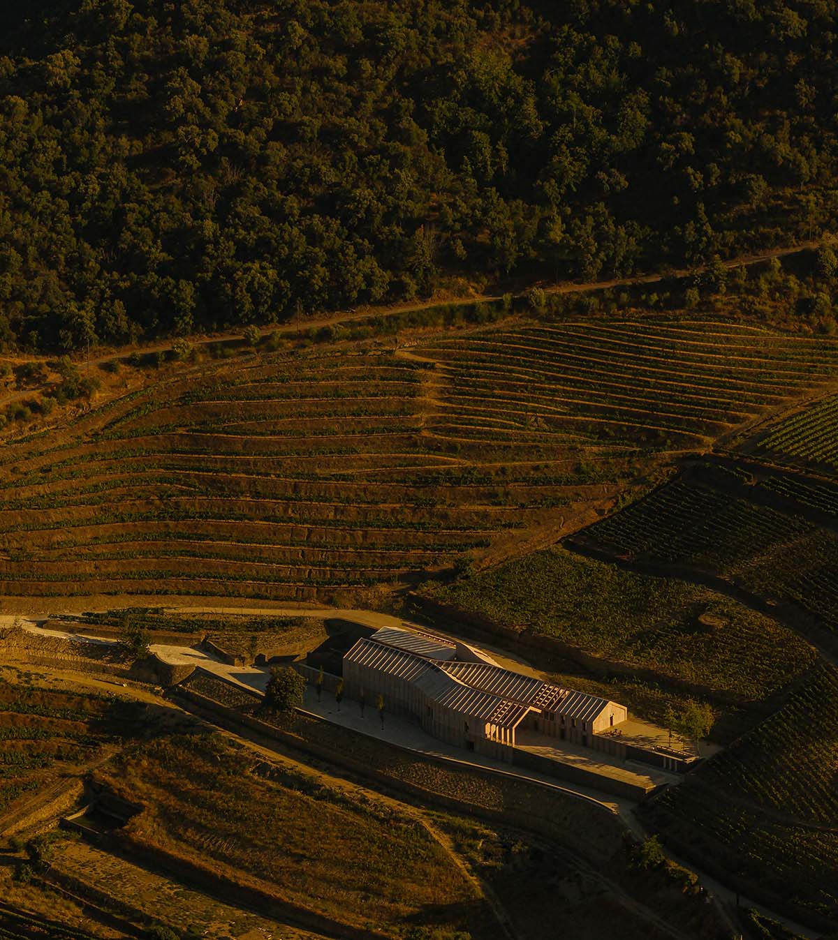 Atelier Sergio Rebelo adds organic elegance to a winery by mimicking the zigzags of the vineyards 