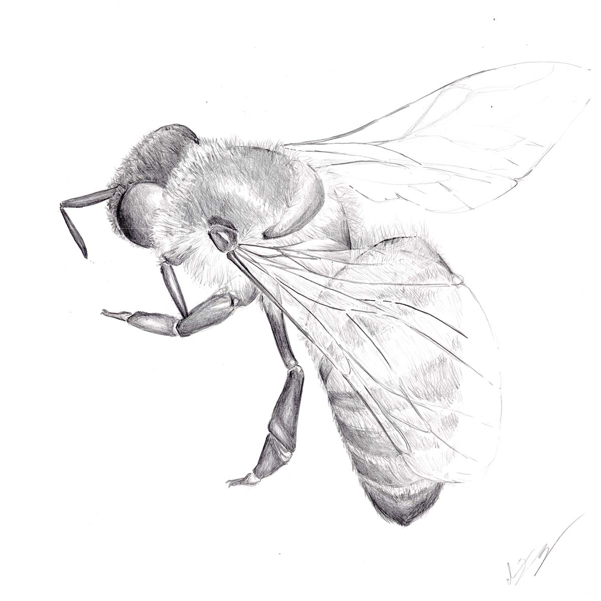 Virginia Tech Honors College will present 