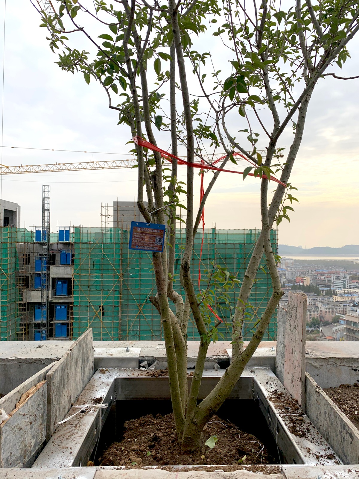 Stefano Boeri's The Vertical Forests are growing in China as trees are starting inhabiting in towers