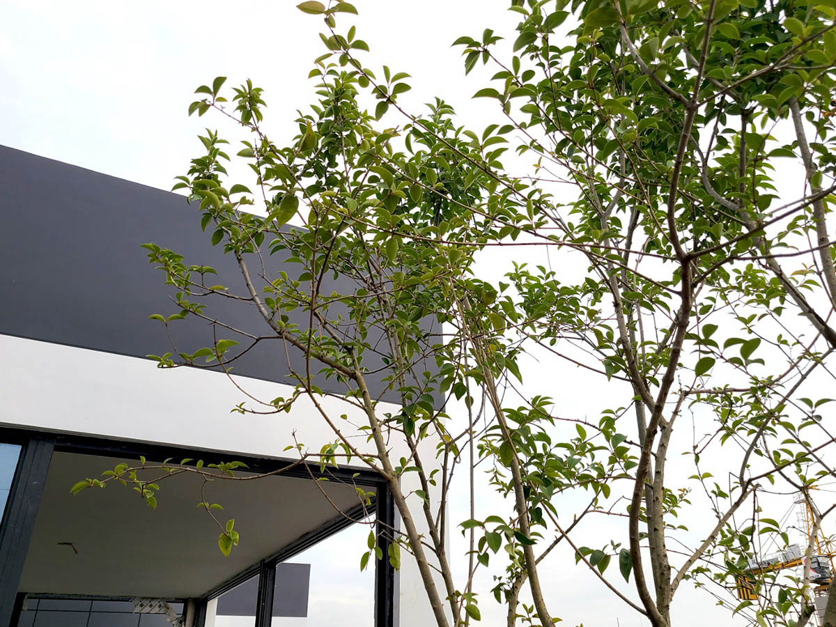 Stefano Boeri's The Vertical Forests are growing in China as trees are starting inhabiting in towers