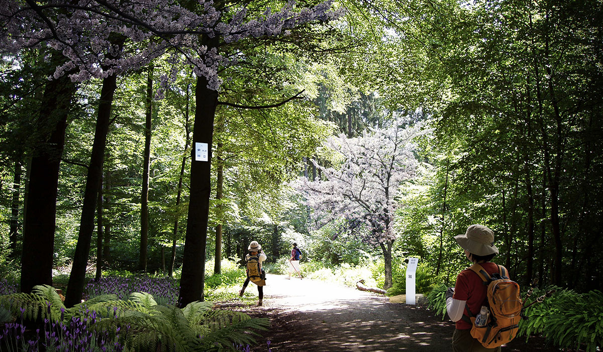 LOLA, TALLER and L+CC win competition for a new forest and sports park in Shenzhen