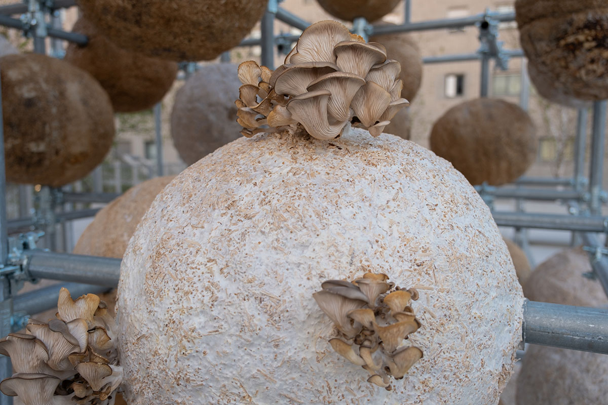 Henning Larsen unfolds the potential of mycelium with 80 spheres at Milan Design Week