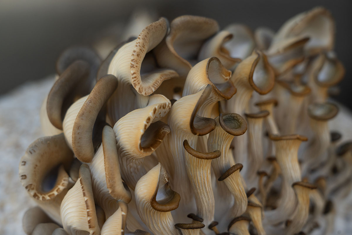 Henning Larsen unfolds the potential of mycelium with 80 spheres at Milan Design Week