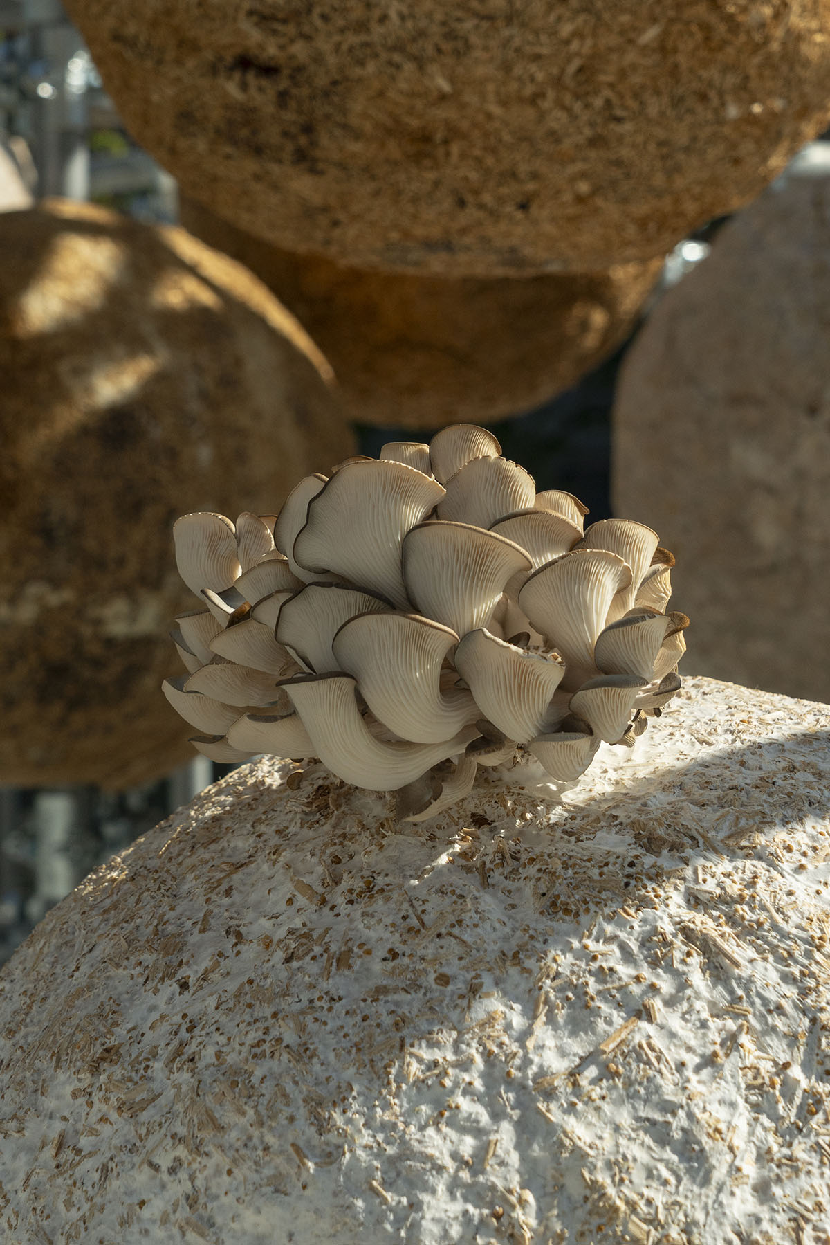 Henning Larsen unfolds the potential of mycelium with 80 spheres at Milan Design Week