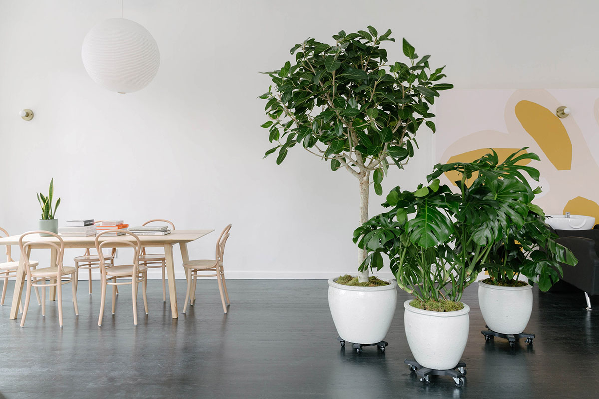 New York’s Hawthorne Studio follows Social Distancing