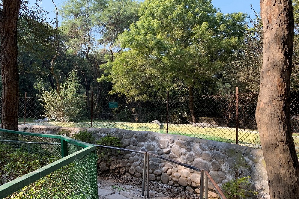 Organically Designed In A Natural Forest, Chhatbir Zoo Near Chandigarh Attracts Massive Footfall