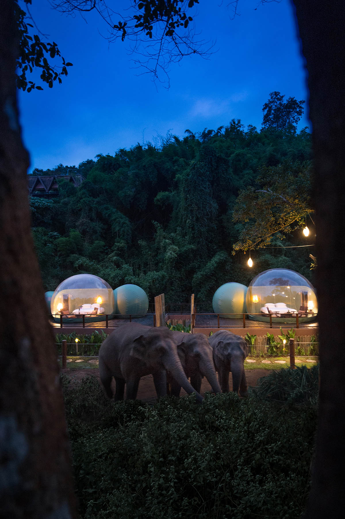 Bubble Resort provides opportunity to observe Thailand’s majestic elephants in their natural habitat