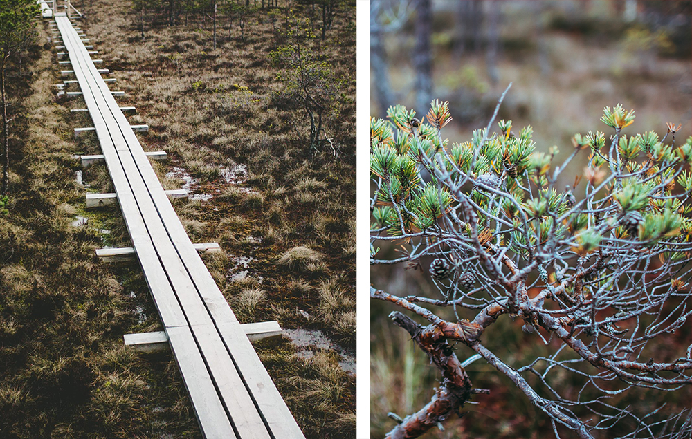 Call for submissions to design a new observation tower in Latvia’s National Park