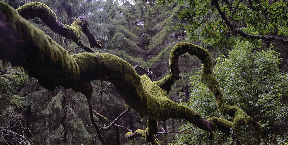 Bee Breeders announces Silent Meditation Forest Cabins architecture competition