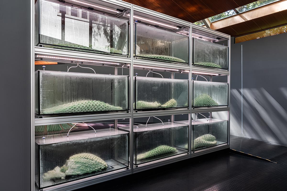 Canada Pavilion creates the largest living material structures at the Venice Architecture Biennale