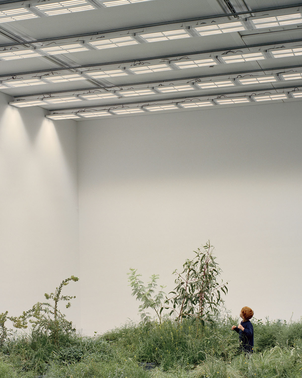 Australia Pavilion's green island addresses to the repair of grasslands at Venice Biennale