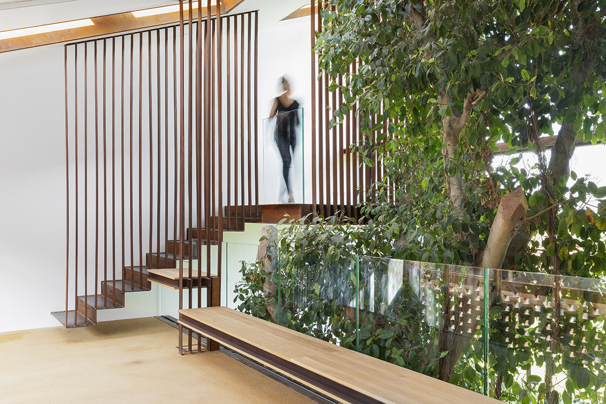 Carlo Ratti Associati completes private house around ten-meter-tall ficus tree in Italy