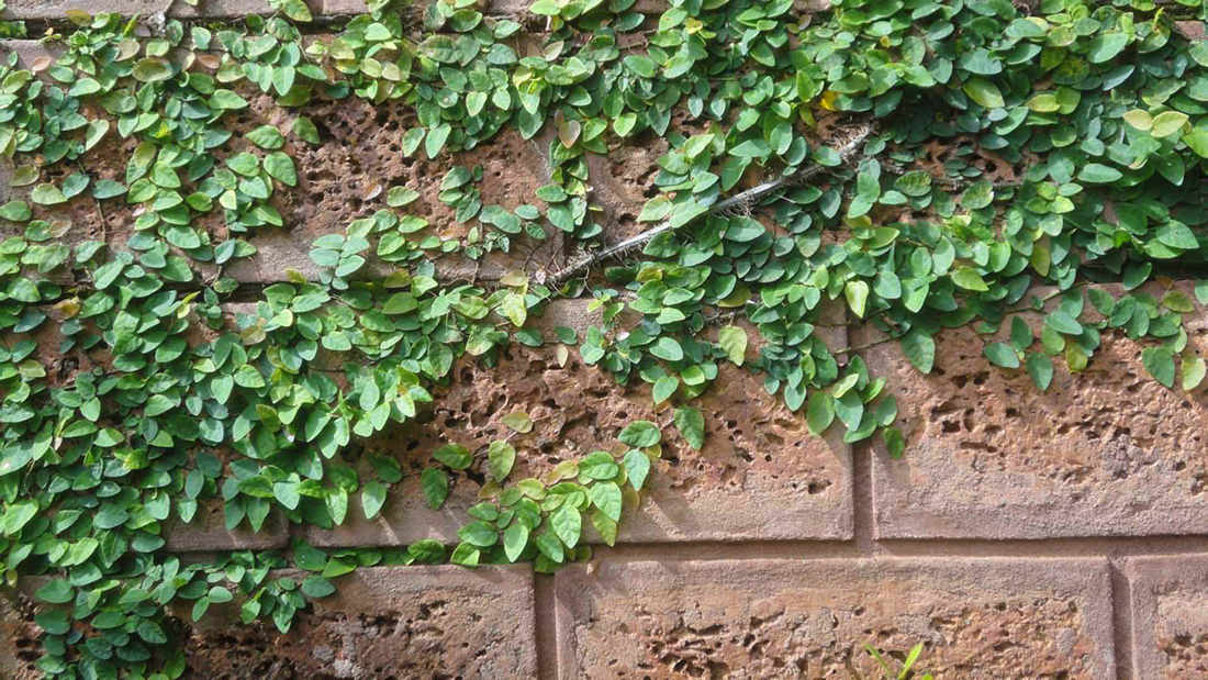 On Organic Architecture: 'Neelai' Lake House by Shirish Beri & Associates