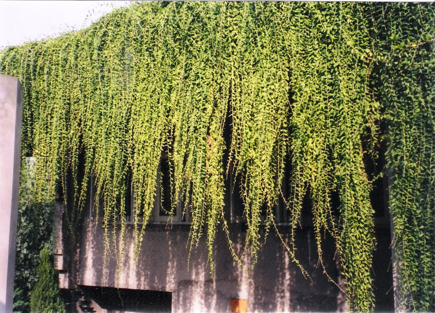 Form Follows Sun, Space & Verdure: Architect Dalbir Singh's Own House At Amritsar