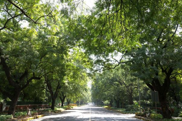 Tree Plantation Along City Roads: New Delhi Is The Best In India