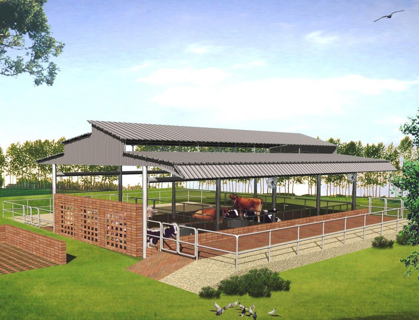 Modern Cattle Sheds Punjab 5276